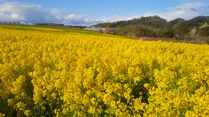 観光農園花ひろば